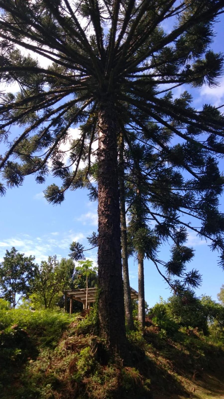 Villa Casa Ampla E Aconchegante Em Gramado Esterno foto